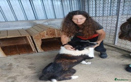 Mixed Breed dogs for adoption: Drummer, 6-7 yrs old. Available for adoption. - Image 6