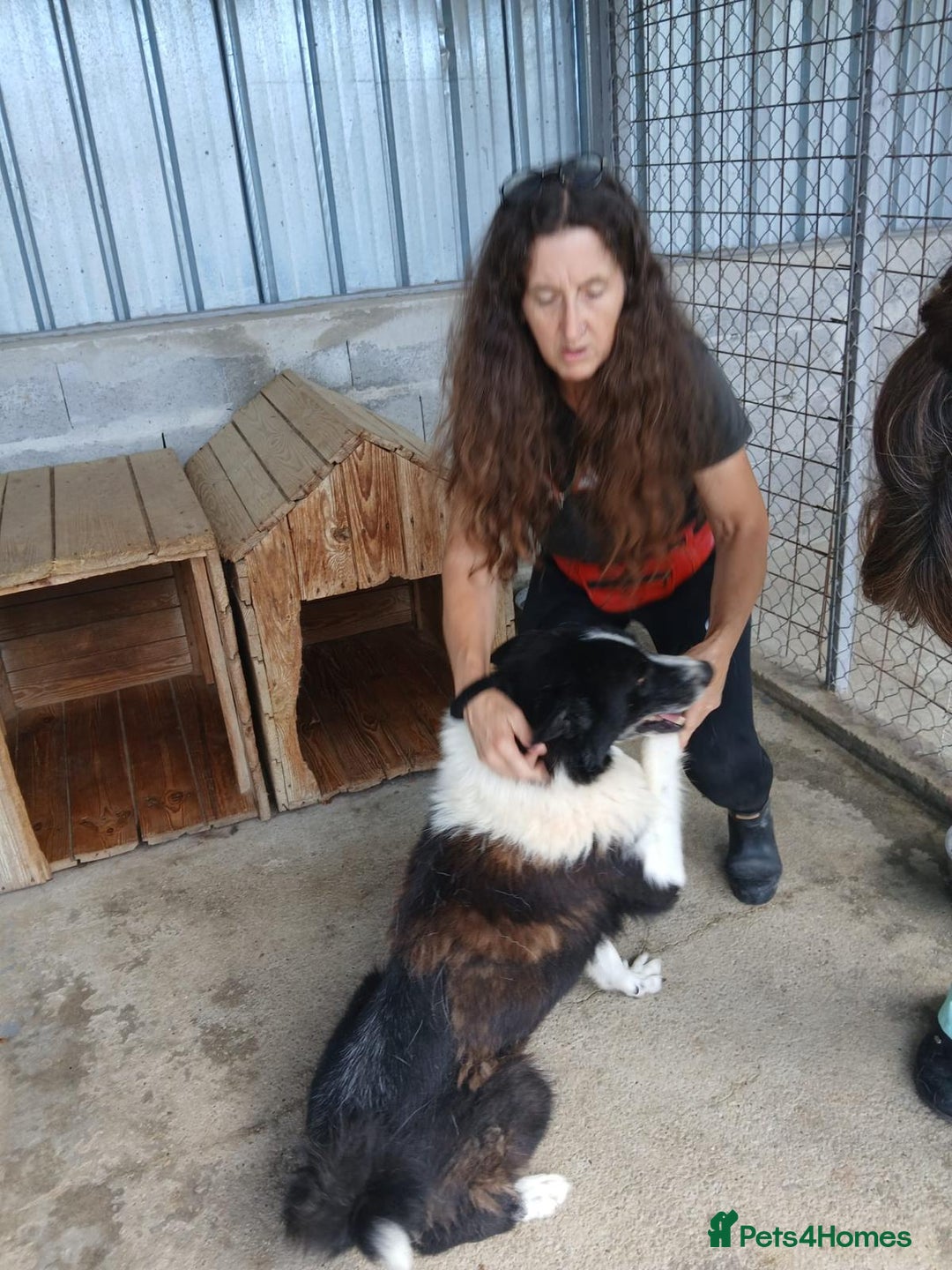 Mixed Breed dogs for adoption: Drummer, 6-7 yrs old. Available for adoption. - Image 6