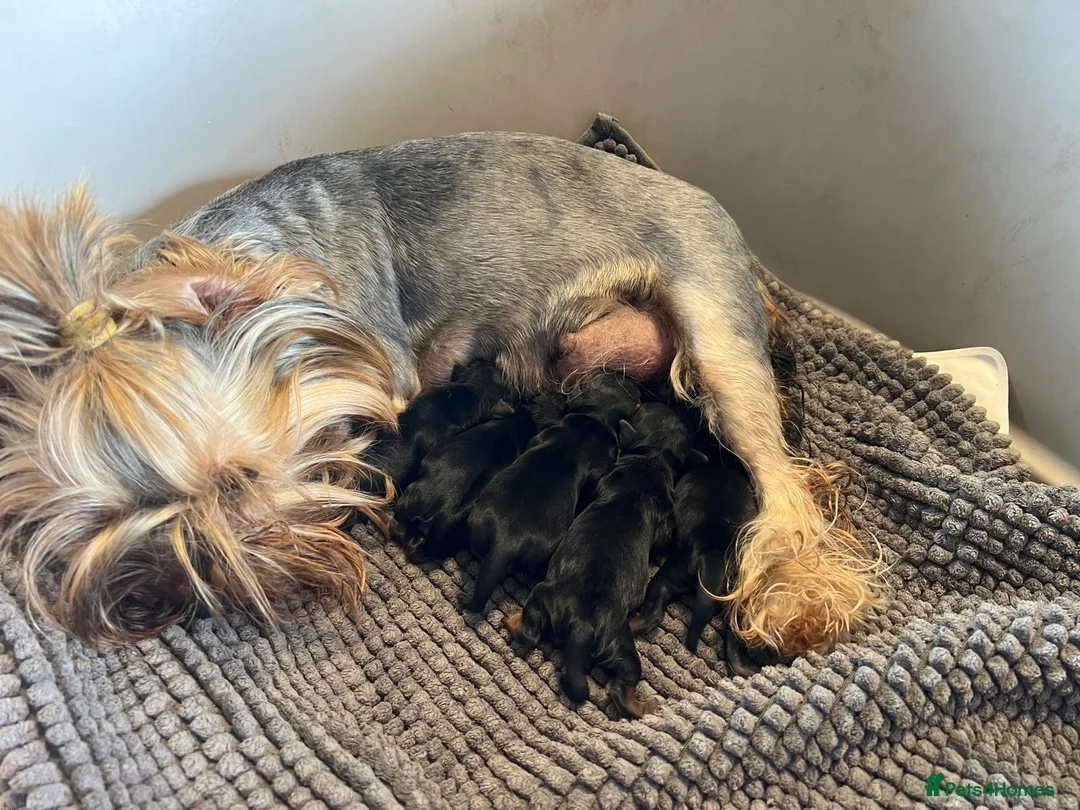Yorkshire Terrier dogs for sale: ❤️ Beautiful Yorkshire Terrier Puppies ❤️ - Advert 2