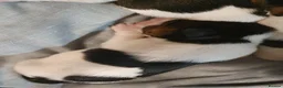 Jack Russell dogs for sale: GORGEOUS TRI-COLOURED JACK RUSSELL PUPPIES - Advert 9