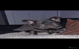 French Bulldog dogs for sale: Bouncy female needs home - Image 2