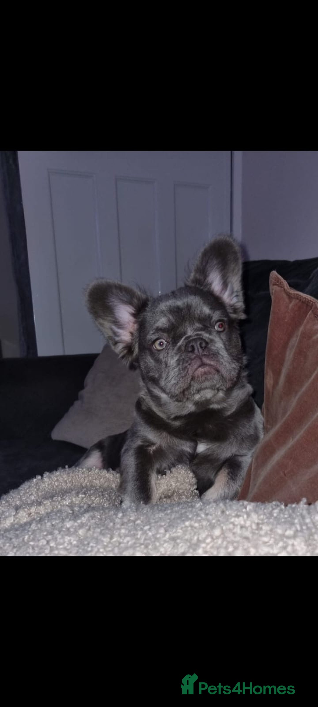 French Bulldog dogs for sale: Bouncy female needs home - Image 2