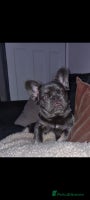 French Bulldog dogs Bouncy female needs home - Advert 1
