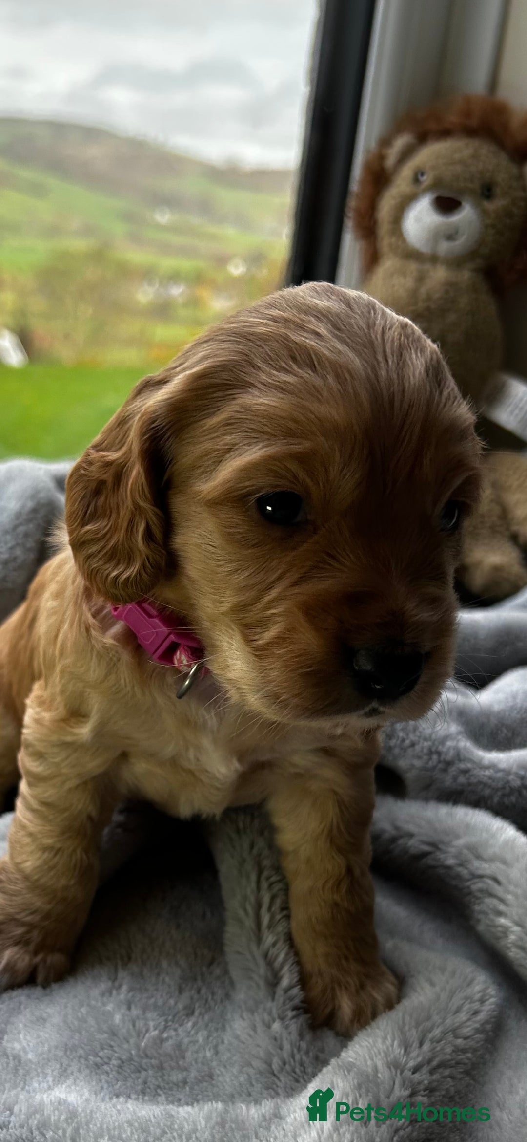 Cocker Spaniel dogs for sale: ✨ Cuddles Await from our Cocker Spaniel Pups  - Advert 32