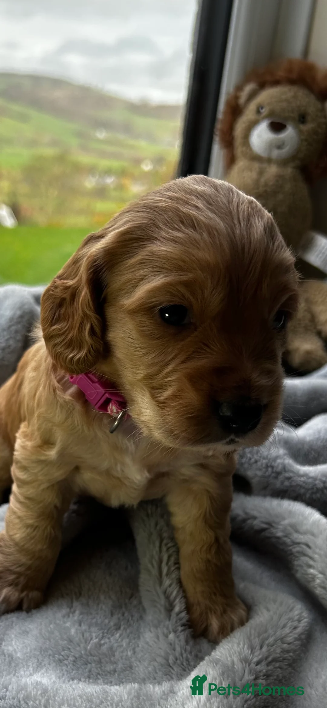 Cocker Spaniel dogs for sale: ✨ Cuddles Await from our Cocker Spaniel Pups  - Advert 32