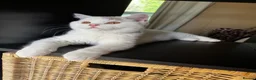 British Shorthair cats for sale: Chunky Fawn van male  - Advert 5