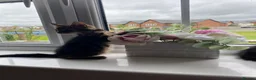 Mixed Breed cats for sale: Kitten for sale ready to go  - Advert 4