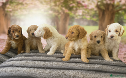 Australian Labradoodle dogs for sale: Australian Labradoodle Puppies – Ready Now🐶 - Image 29