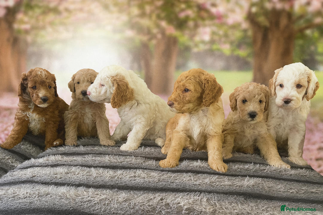 Australian Labradoodle dogs for sale: Australian Labradoodle Puppies – Ready Now🐶 - Image 29