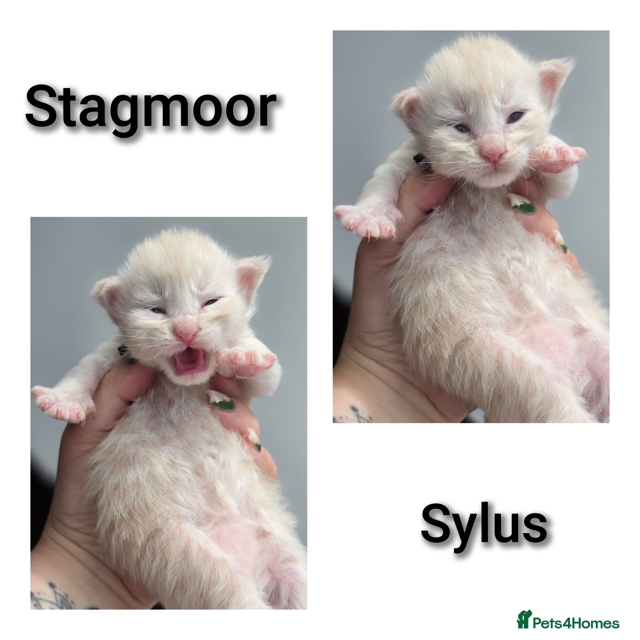 Maine Coon cats Beautiful TICA Registered Maine Coon Kittens - Advert 1
