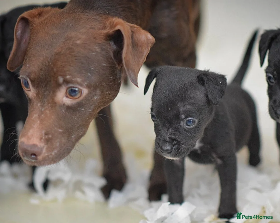 Mixed Breed dogs for sale: 5 star licensed breeder - Advert 1