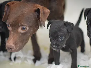 Mixed Breed dogs 5 star licensed breeder - Advert 3