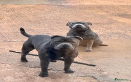 Staffordshire Bull Terrier dogs for stud: Quality health tested blue Stafford stud  - Image 9