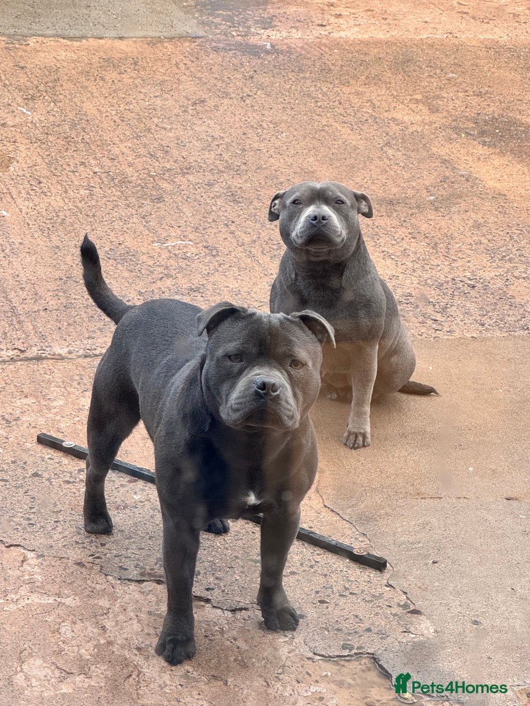 Staffordshire Bull Terrier dogs for stud: Quality health tested blue Stafford stud  - Image 9