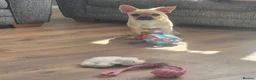 Mixed Breed dogs for sale: Chihuahua × frenchie in Grays - Advert 3