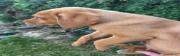 Labrador Retriever dogs for sale: Beautiful yellow/fox red pups with strong heads - Advert 3