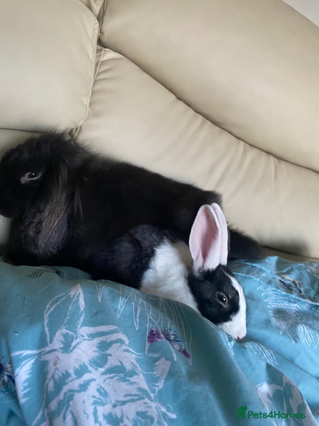 Mini Lion Lop rabbits for sale: Mini lion lop(black/brown) - Image 3