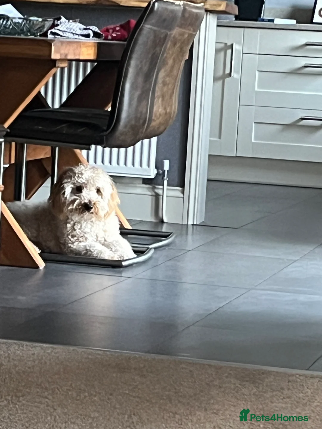 Mixed Breed dogs for sale: Teddy - Advert 5