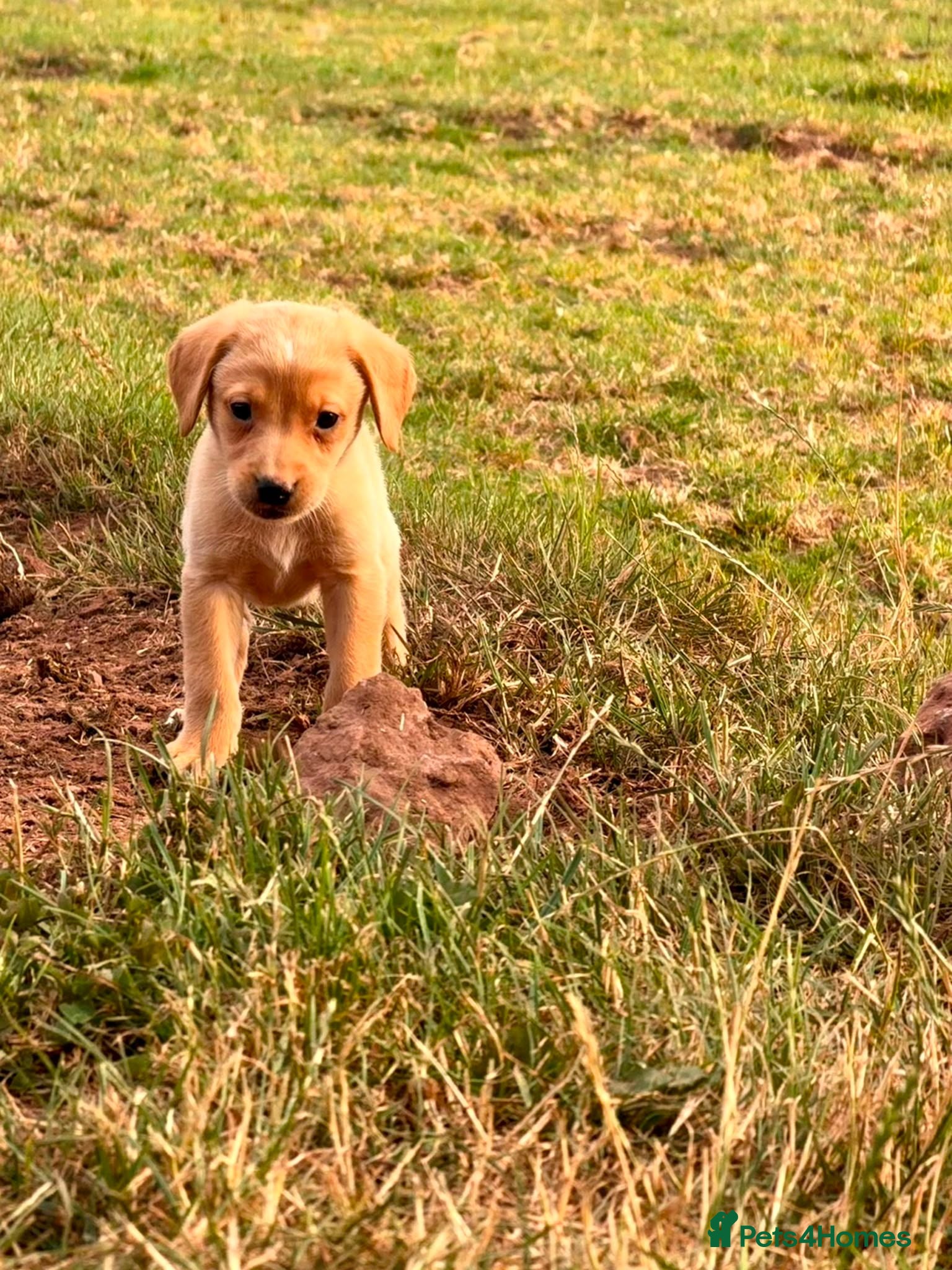 Labrador Retriever dogs Labrador 1 red girl ready to leave - Advert 10