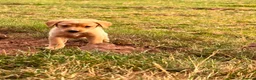 Labrador Retriever dogs for sale: Labrador puppies ready to leave - Advert 4