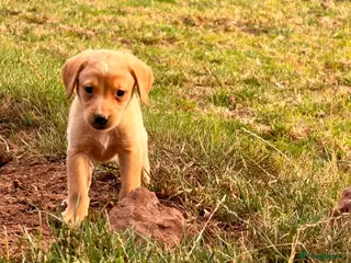 Labrador Retriever dogs Labrador 1 red girl ready to leave - Advert 4