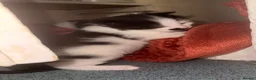 Bombay cats for sale: Beautiful tuxedo kittens  in Torquay - Advert 4