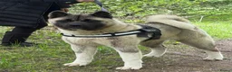 Akita dogs for sale: Champion show line imported female akita - Advert 11