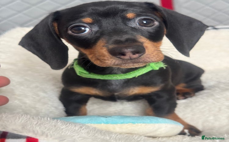 Dachshund dogs - Advert 4