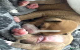 Staffordshire Bull Terrier dogs for sale: 1 boy 1 girl puppy  - Image 8