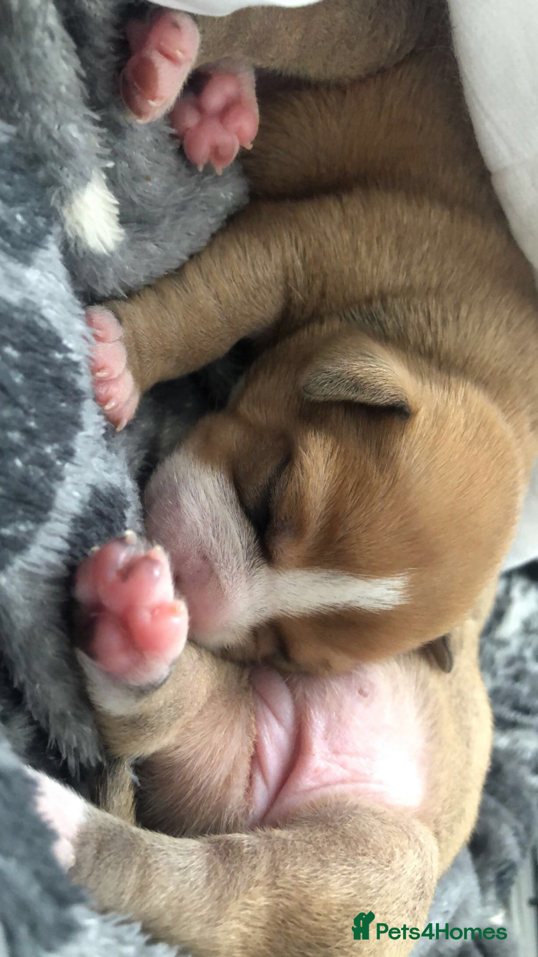 Staffordshire Bull Terrier dogs for sale: 1 boy 1 girl puppy  - Image 8