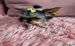 Yorkshire Terrier dogs for sale: For sale - Image 5