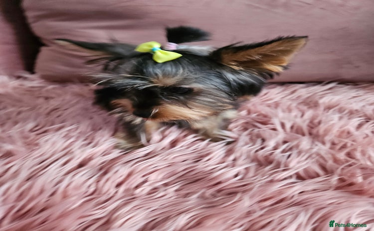 Yorkshire Terrier dogs - Advert 3