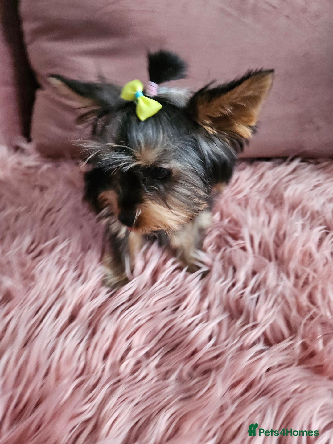 Yorkshire Terrier dogs for sale: For sale - Image 5