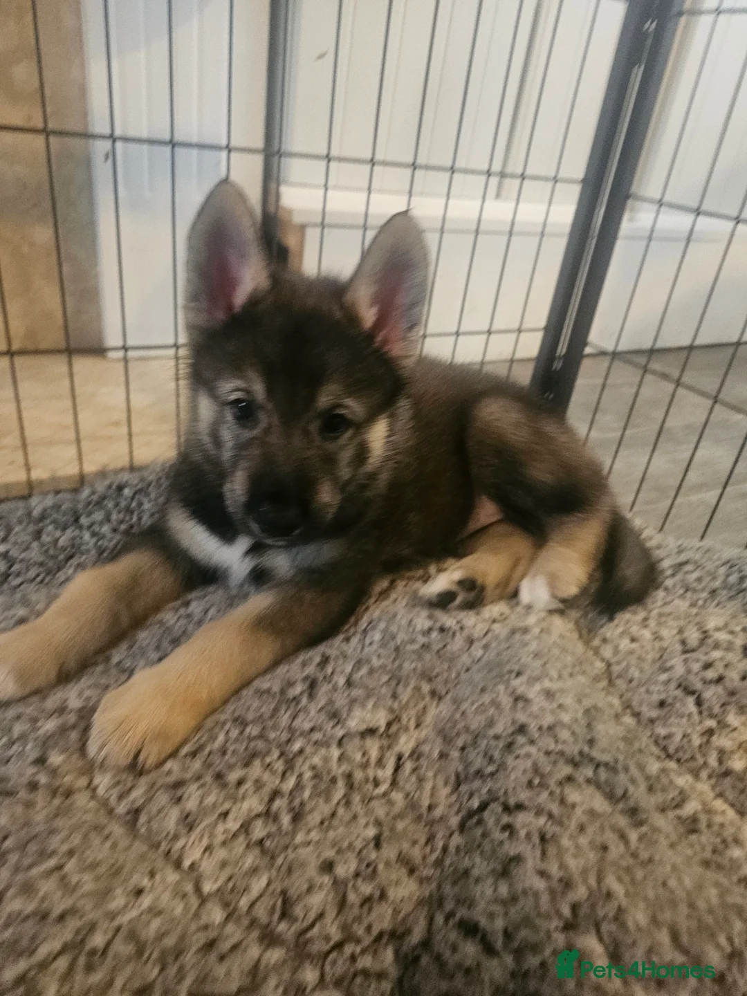 Utonagan dogs for sale: German Shep x Malamute x Husky Puppies - Advert 19