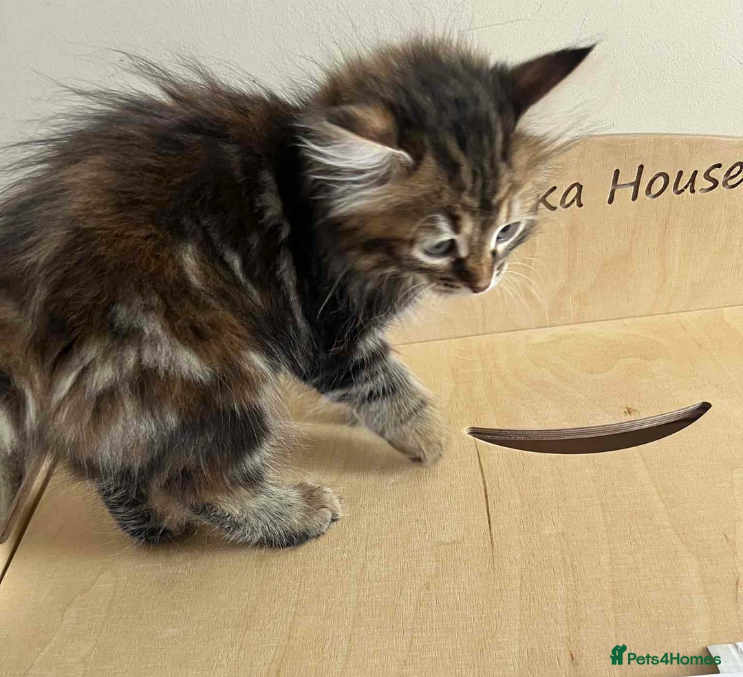 Siberian cats for sale: Beautiful purebred Siberian kittens-Hypoallergenic - Image 24