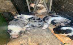 Border Collie dogs for sale: Teddy and cali are expecting!!!  - Image 4