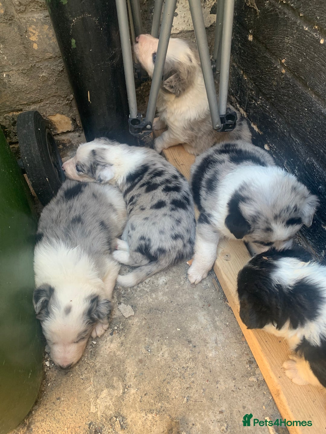 Border Collie dogs for sale: Teddy and cali are expecting!!!  - Image 4