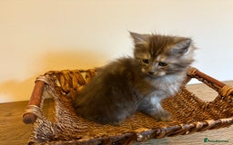 Maine Coon cats for sale: 🐾 Russian Maine Coon Kittens – TICA Registered 🐾 - Image 10