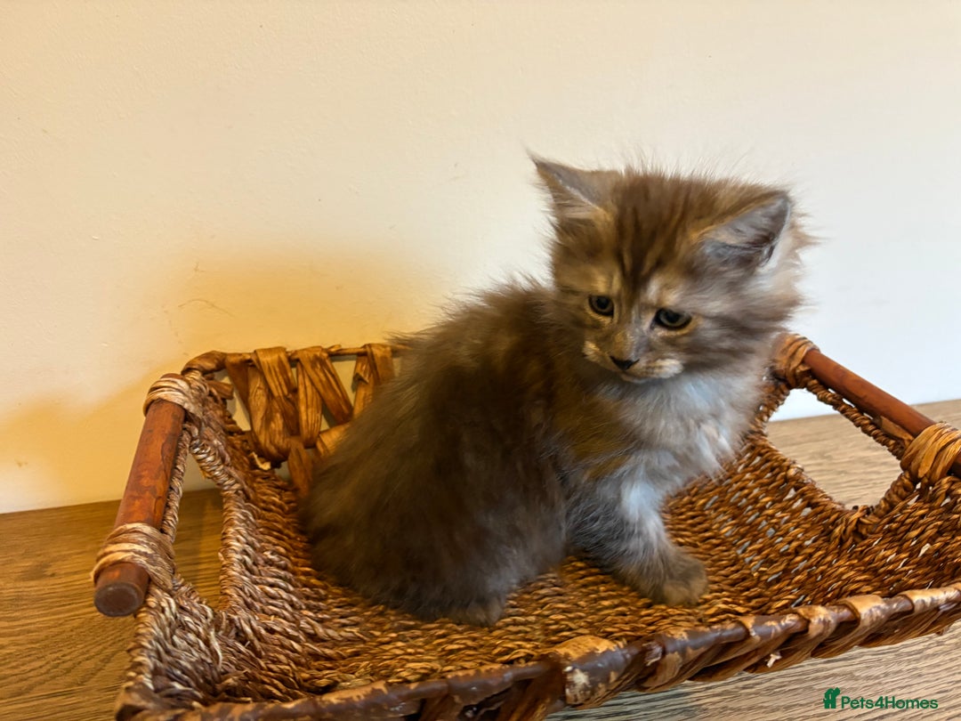 Maine Coon cats for sale: 🐾 Russian Maine Coon Kittens – TICA Registered 🐾 - Image 10