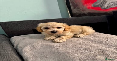 Maltipoo dogs - Advert 1