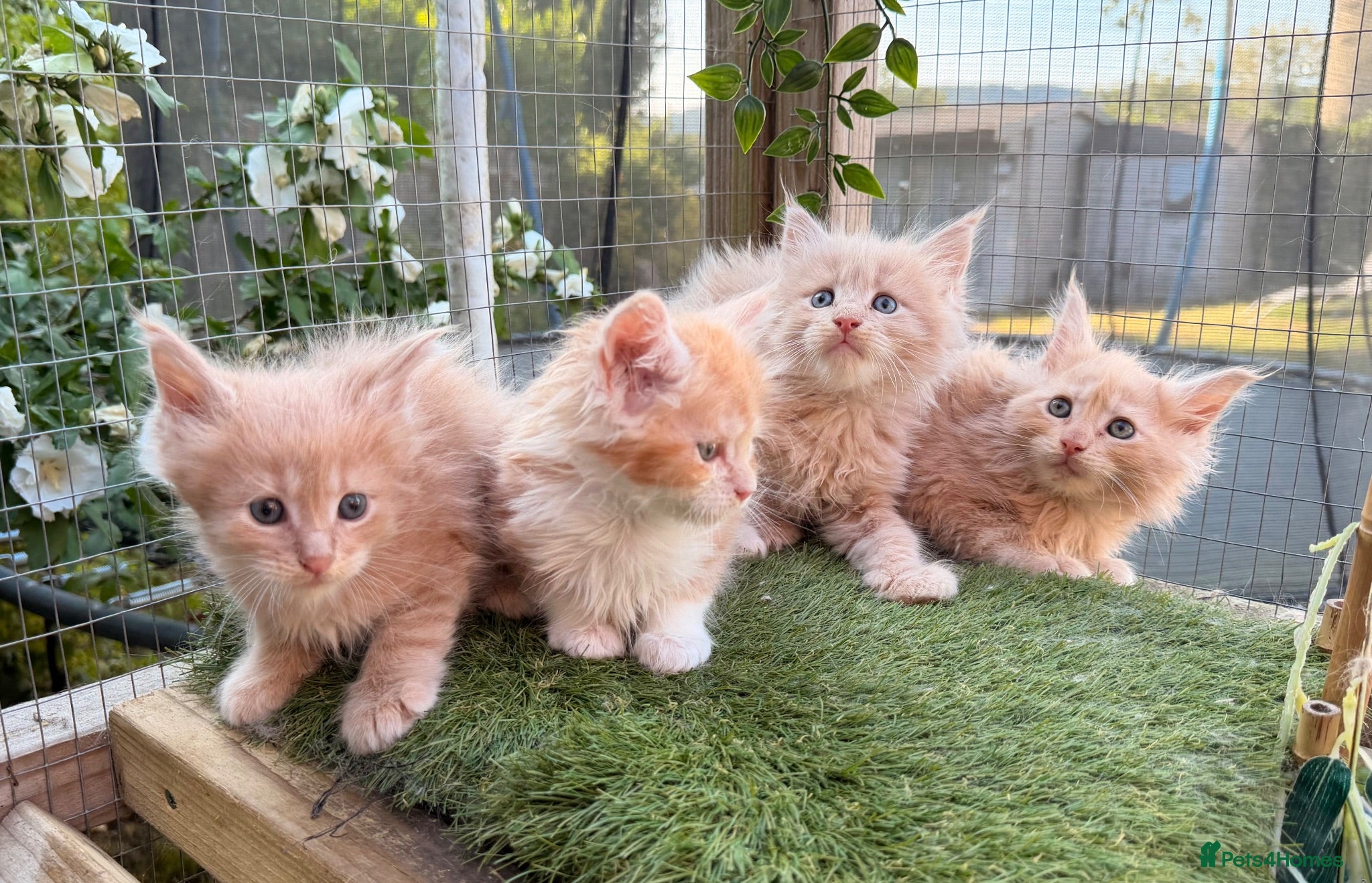 Maine Coon cats Maine Coon Kittens can be TICA reg  - Advert 1