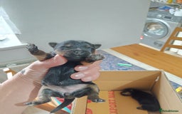 Yorkshire Terrier dogs for sale: Yorkshire terrier  - Image 4