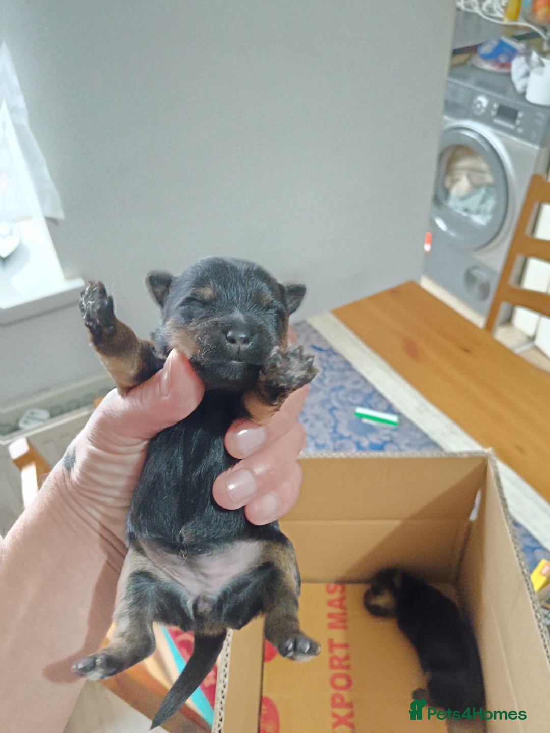 Yorkshire Terrier dogs for sale: Yorkshire terrier  - Image 4