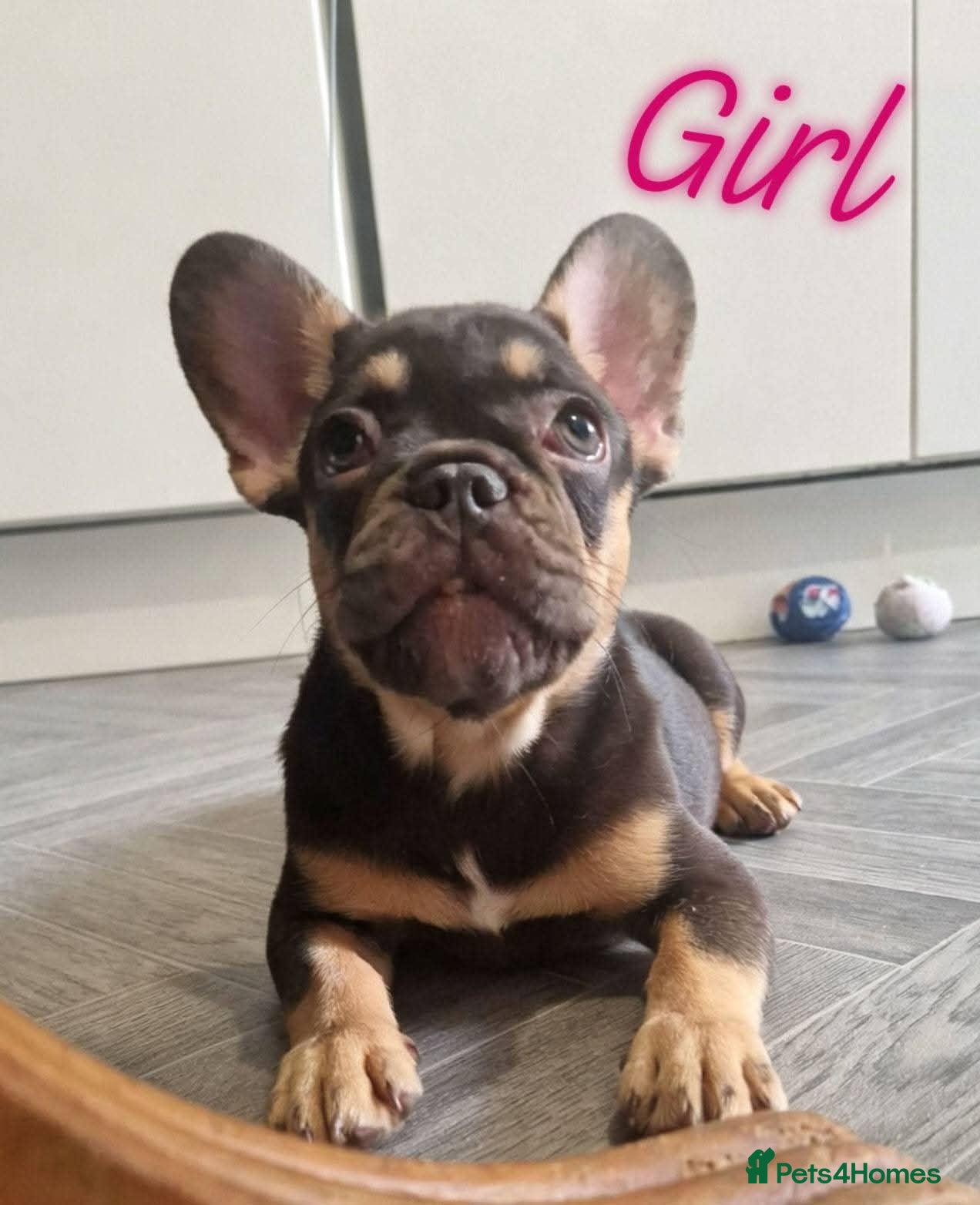 French Bulldog dogs 🌟REDUCED🌟only one girl left - Advert 2