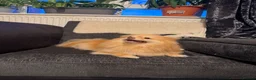 Pomeranian dogs for sale: Pomeranian  - Advert 6
