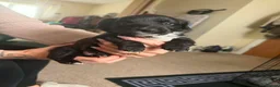 Mixed Breed dogs for sale: Beautiful cockapouchhi puppies smoke free home  in Pontypool - Advert 2