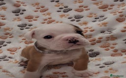 English Bulldog dogs for sale: Red and white british bulldog puppies - Image 5
