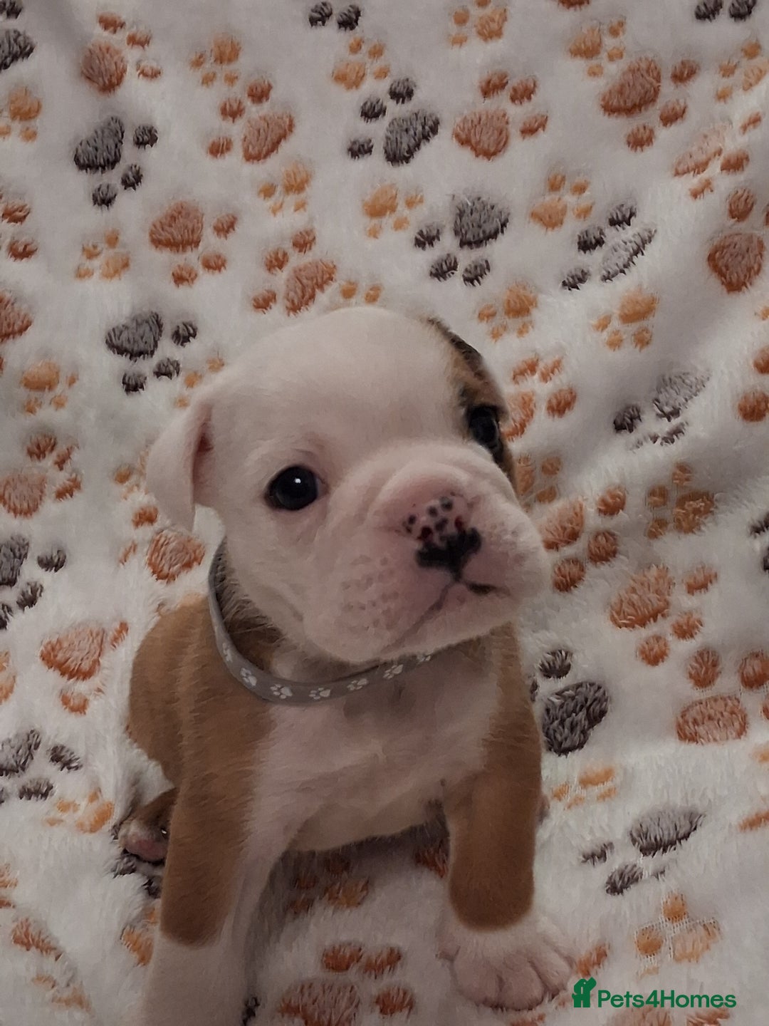 English Bulldog dogs for sale: Red and white british bulldog puppies - Image 5