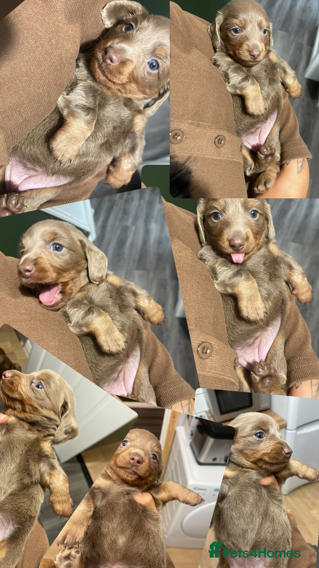 Miniature Dachshund dogs for sale: Long haired Isabella and tan miniature dachshund  - Image 1