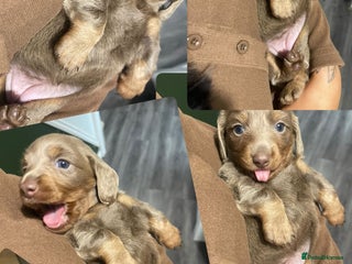 Miniature Dachshund dogs - Advert 1